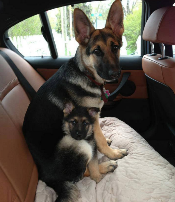 cute alsatian puppies